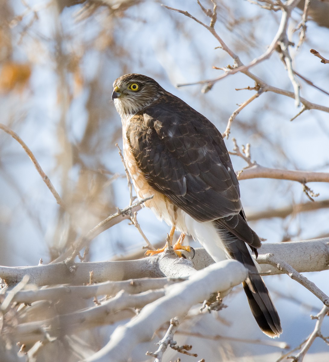 Sharp-shinned Hawk - ML613256518