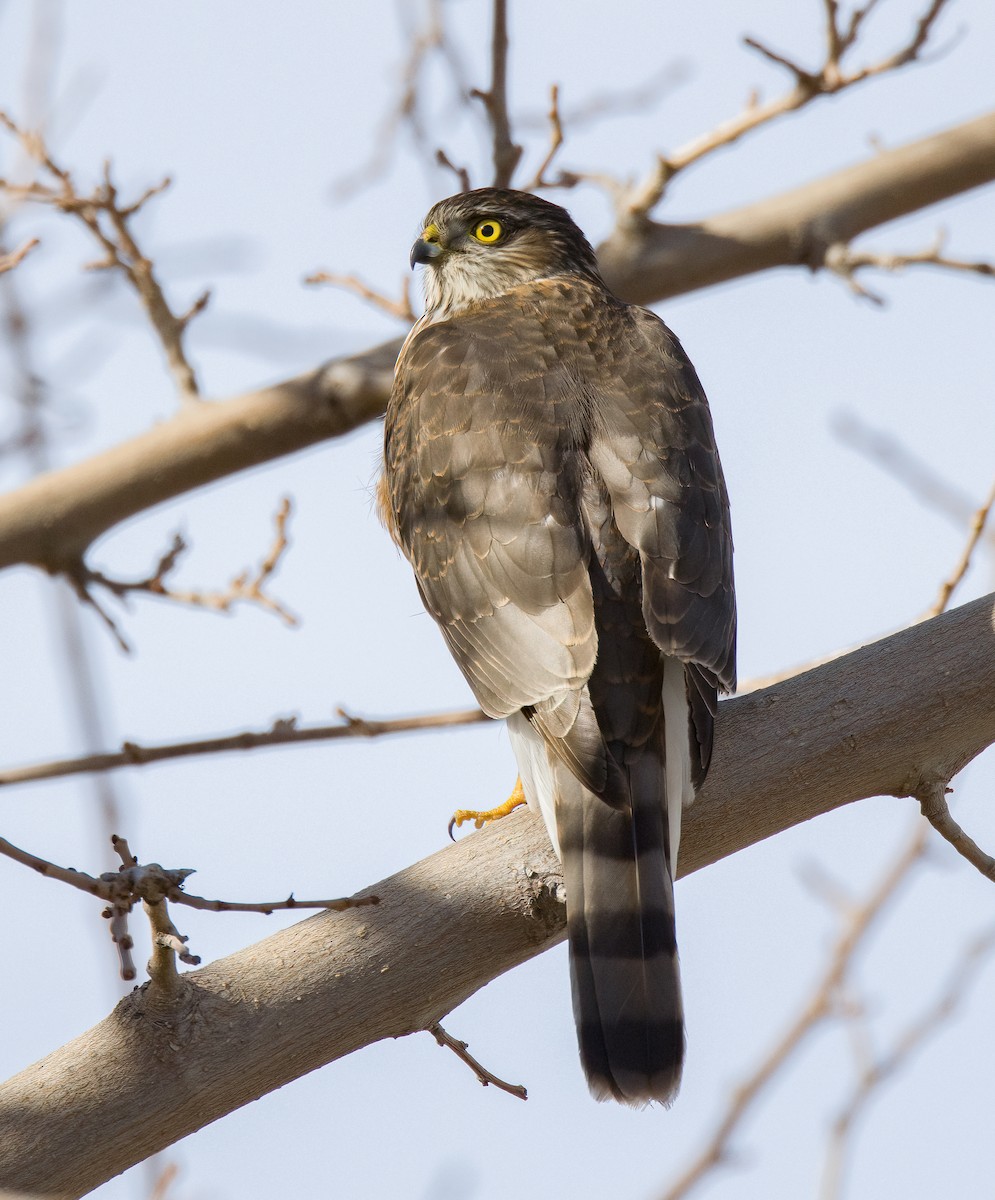 Sharp-shinned Hawk - Linus Blomqvist