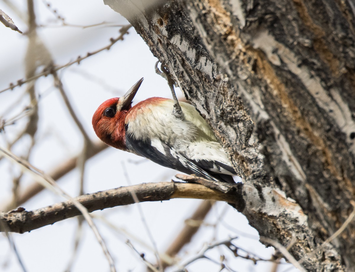 Red-breasted Sapsucker - Linus Blomqvist