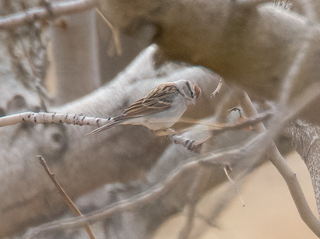 Chipping Sparrow - ML613256546