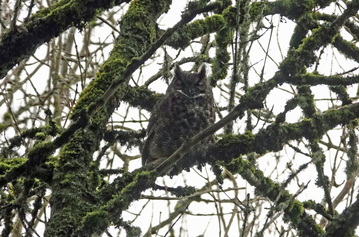 Great Horned Owl - ML613256551