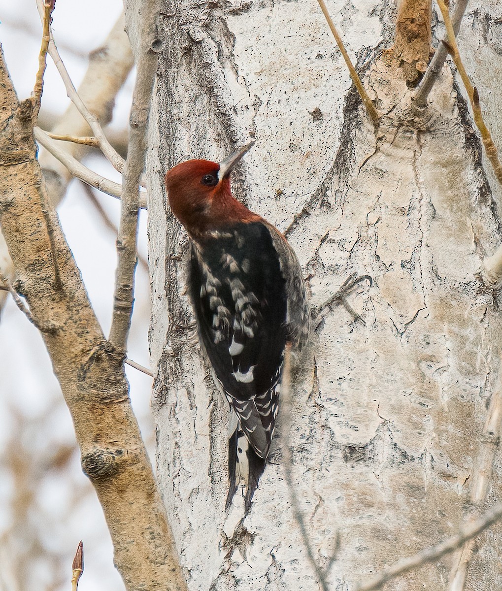 Red-breasted Sapsucker - ML613256554