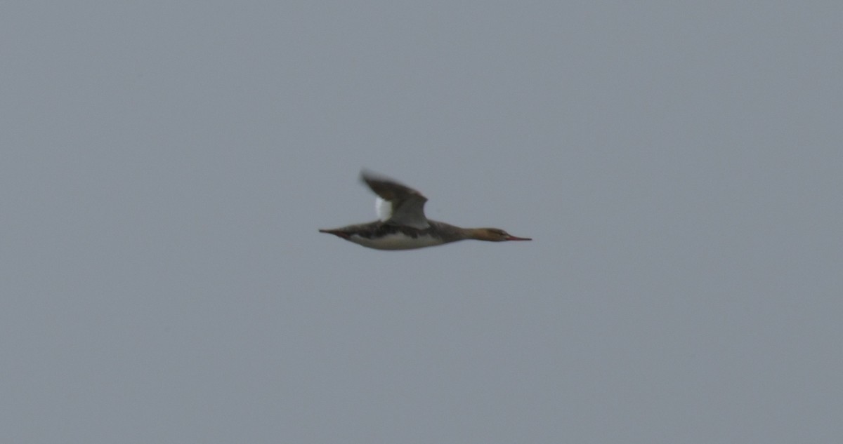 Red-breasted Merganser - ML613256560