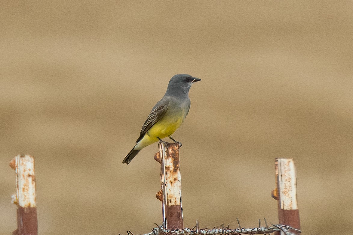 Cassin's Kingbird - ML613256561