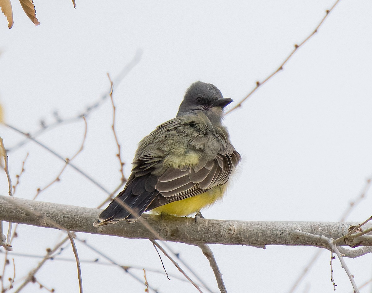 Cassin's Kingbird - ML613256562