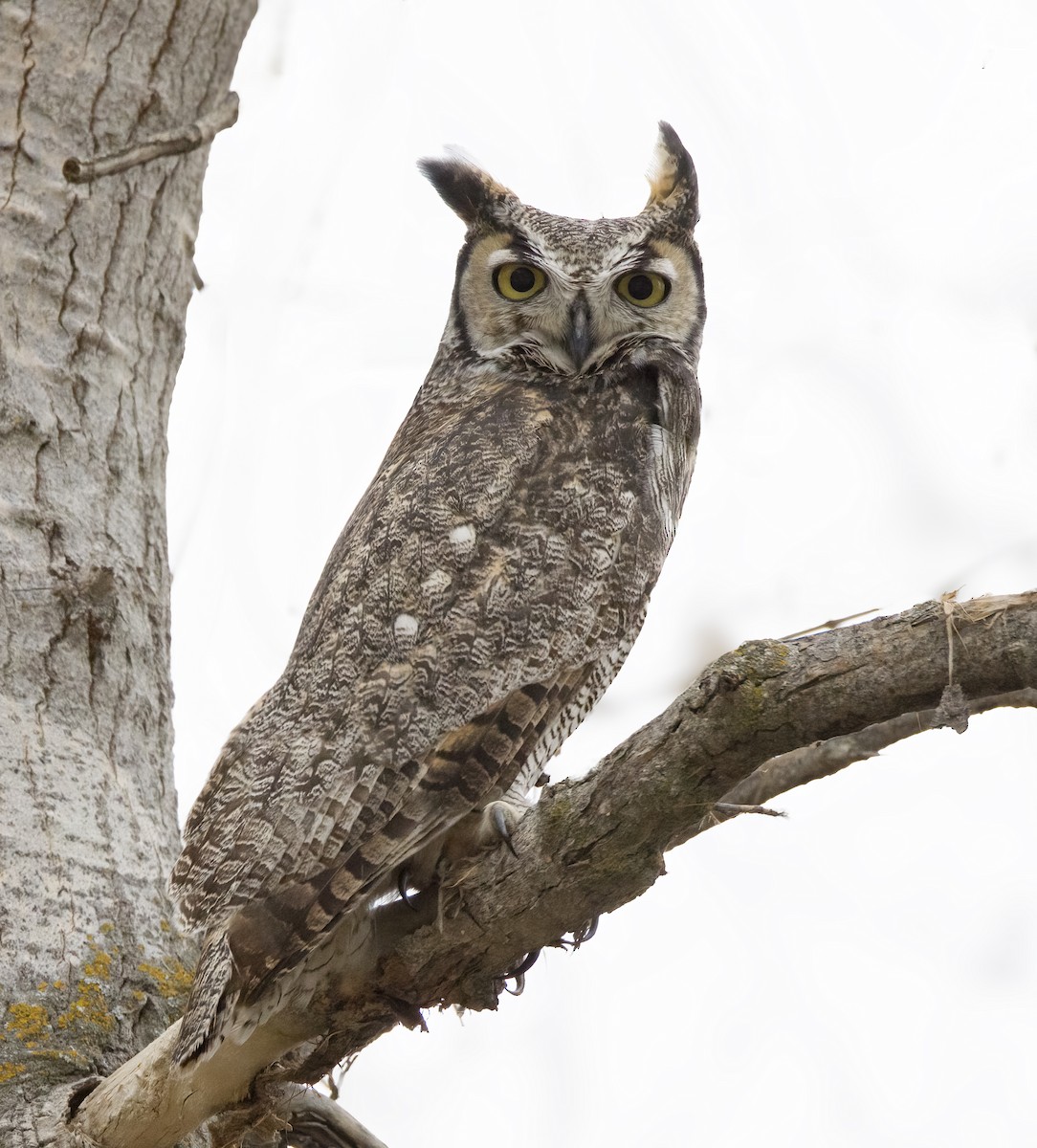 Great Horned Owl - Linus Blomqvist