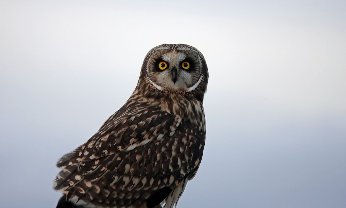 Short-eared Owl - ML613256572
