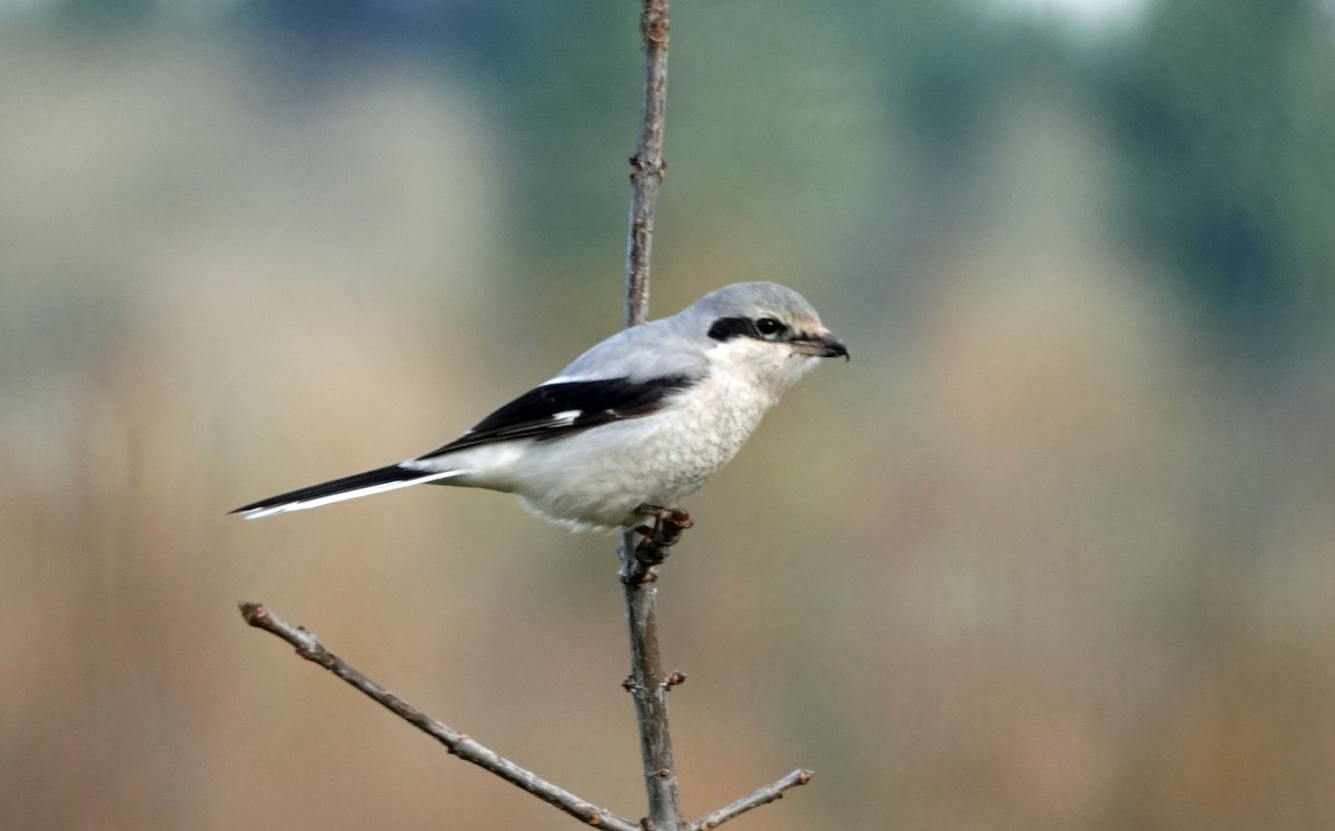 Alcaudón Boreal - ML613256586