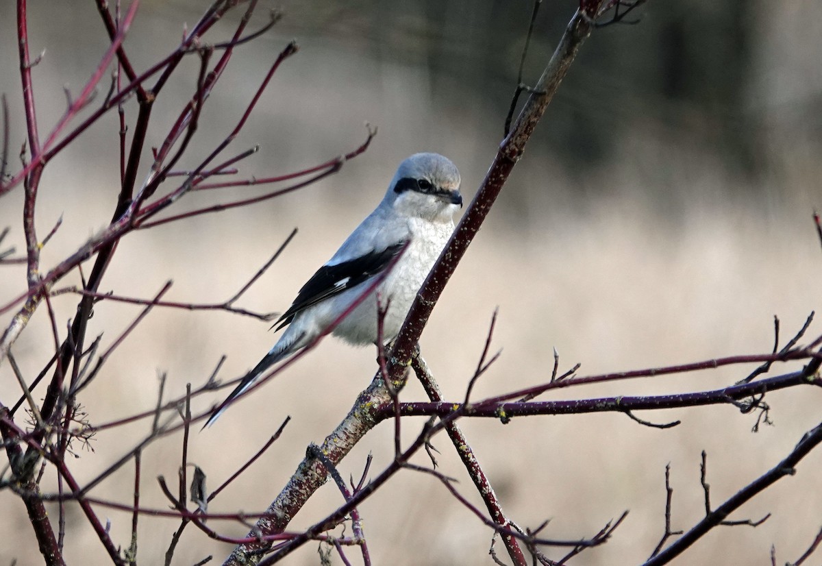 Alcaudón Boreal - ML613256587