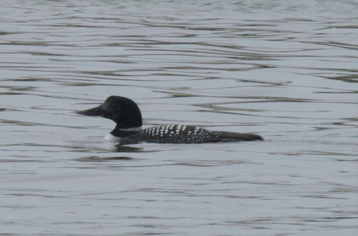 Common Loon - Stephen Cox