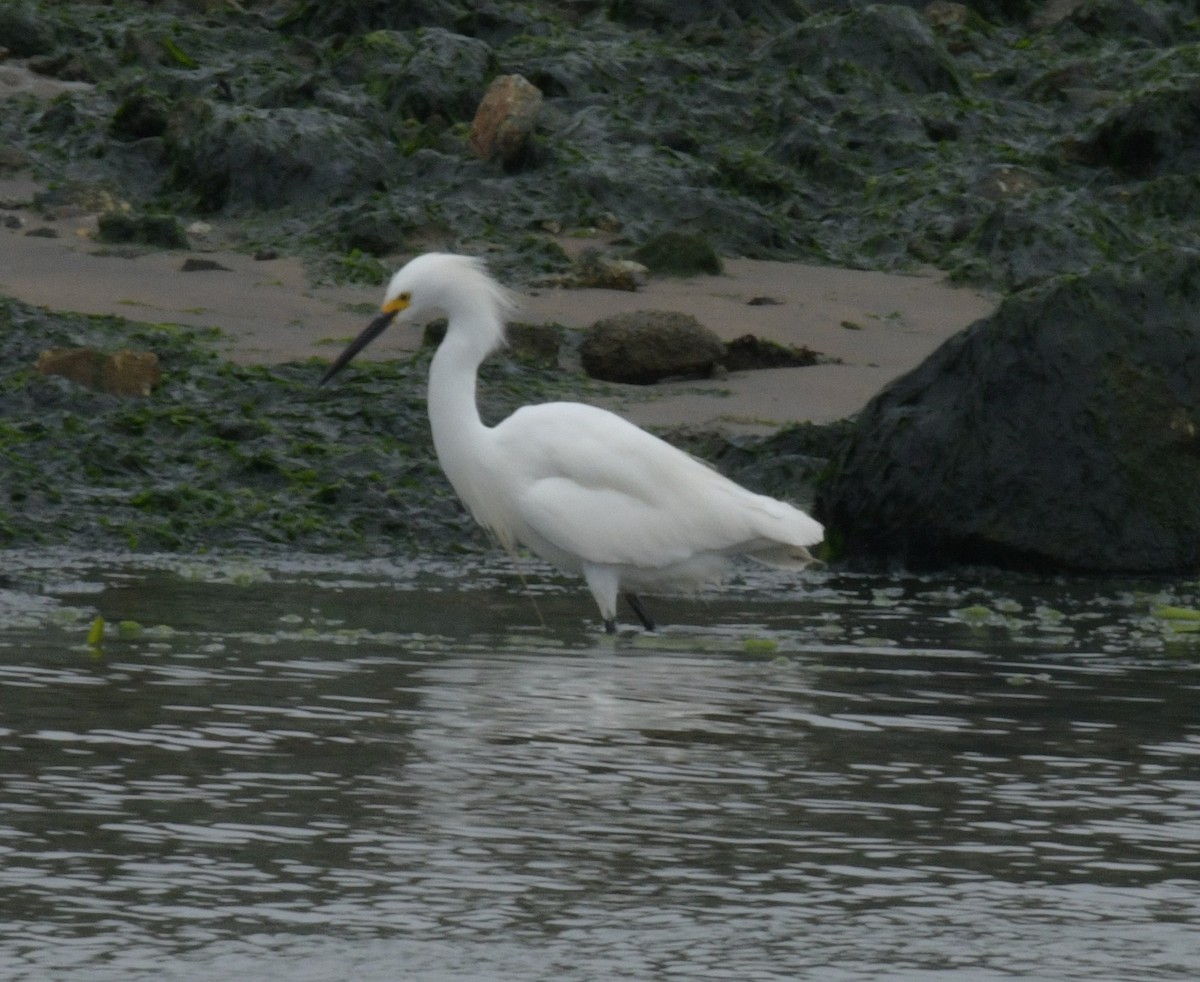 Snowy Egret - ML613256598