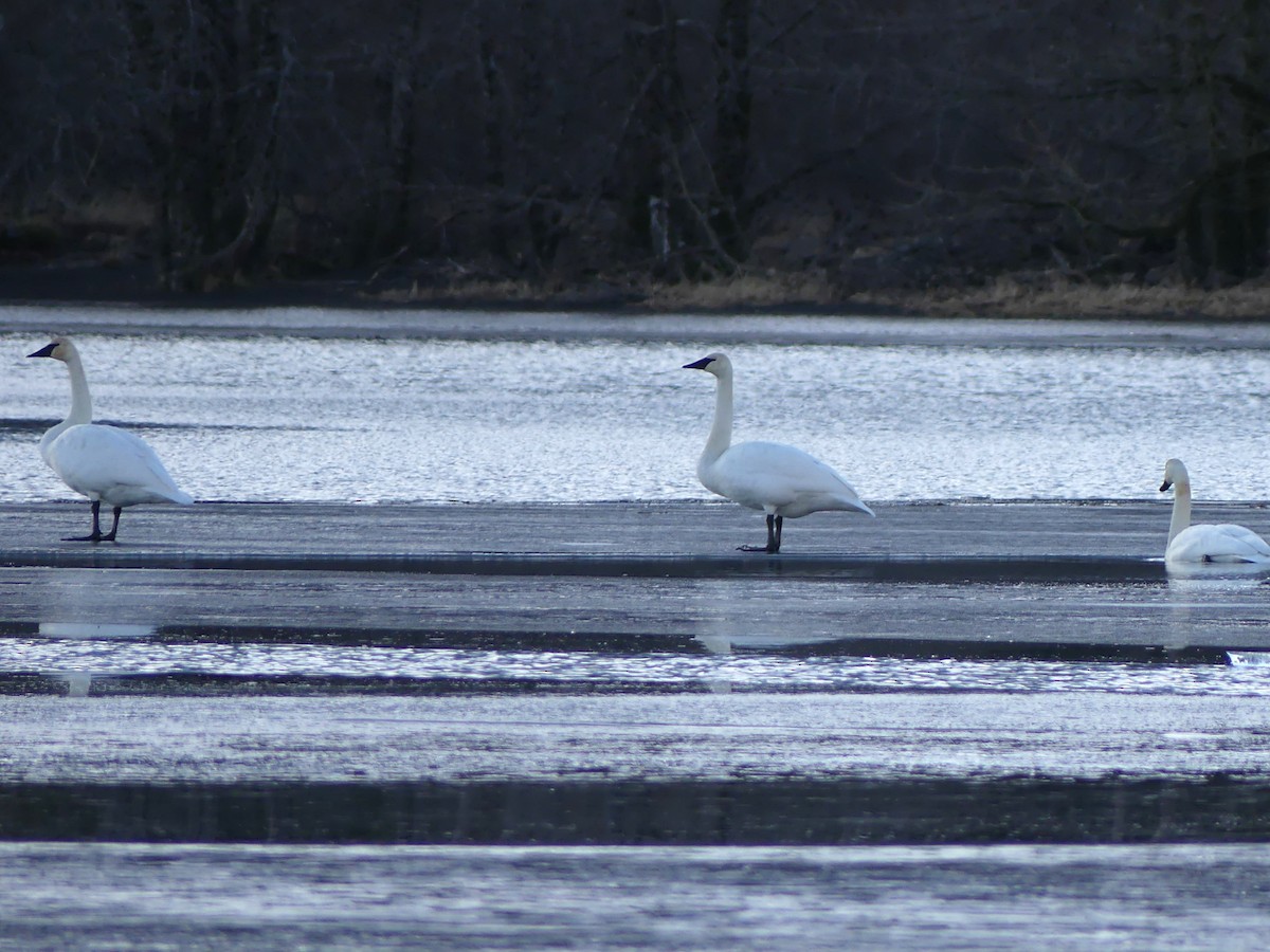Trumpeter Swan - ML613256600