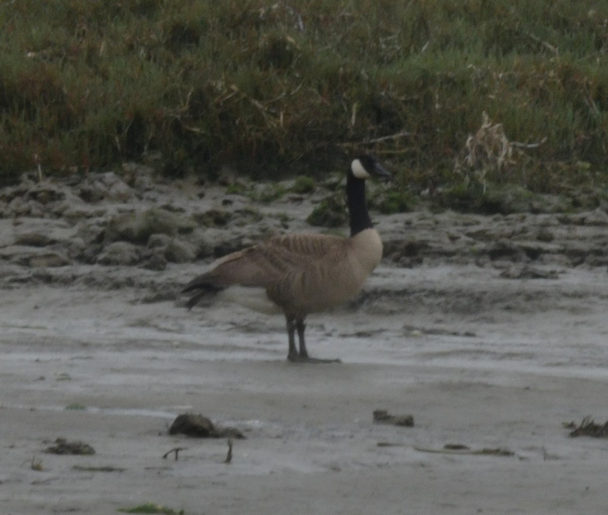 Canada Goose - ML613256614