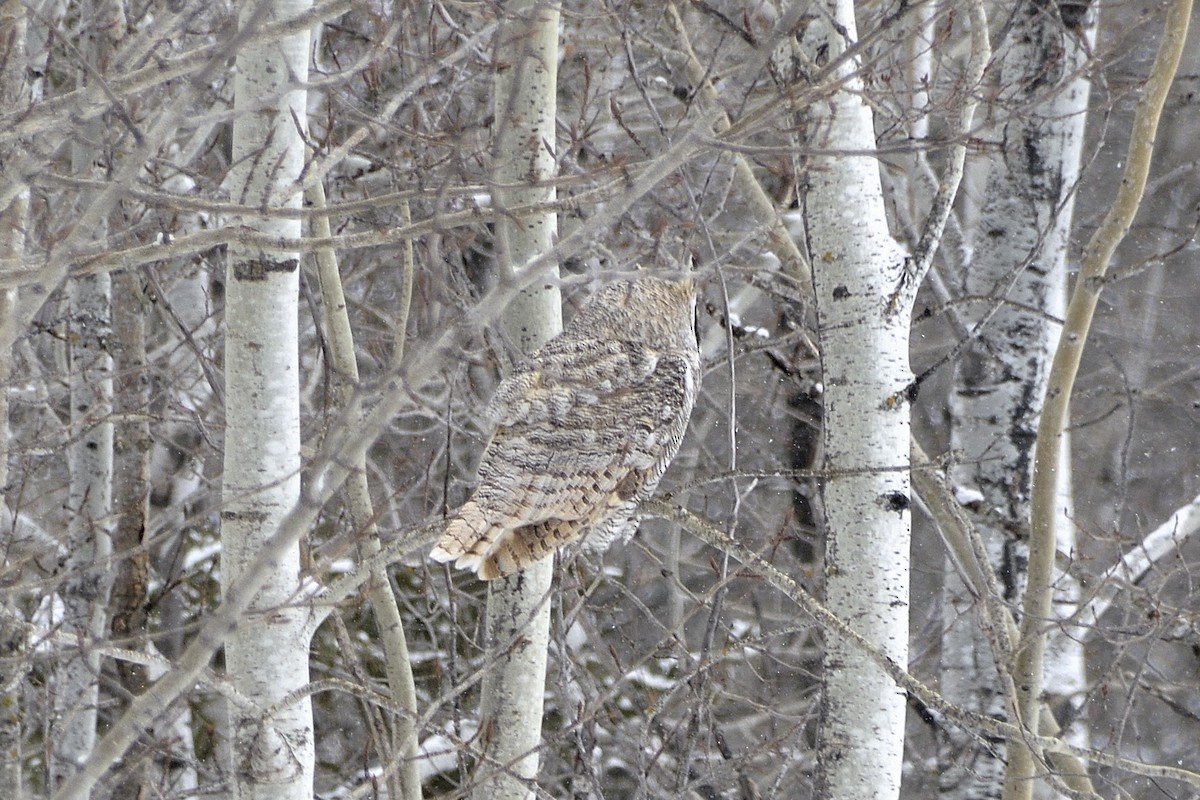 Great Horned Owl - ML613256616