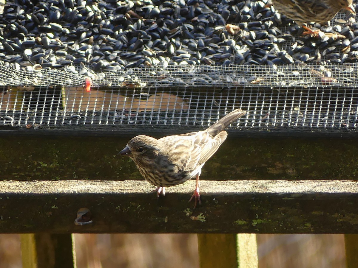 Cassin's Finch - ML613256624