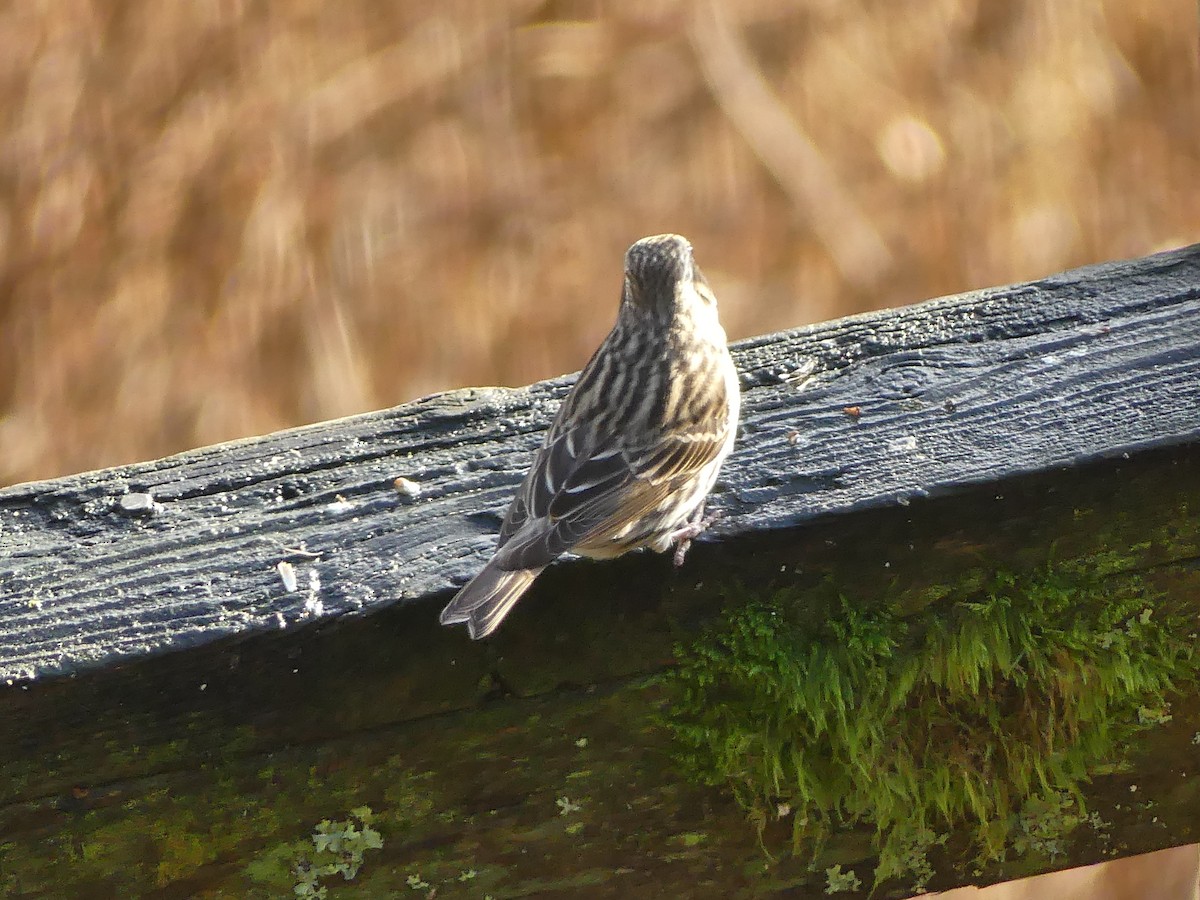 Cassin's Finch - ML613256625