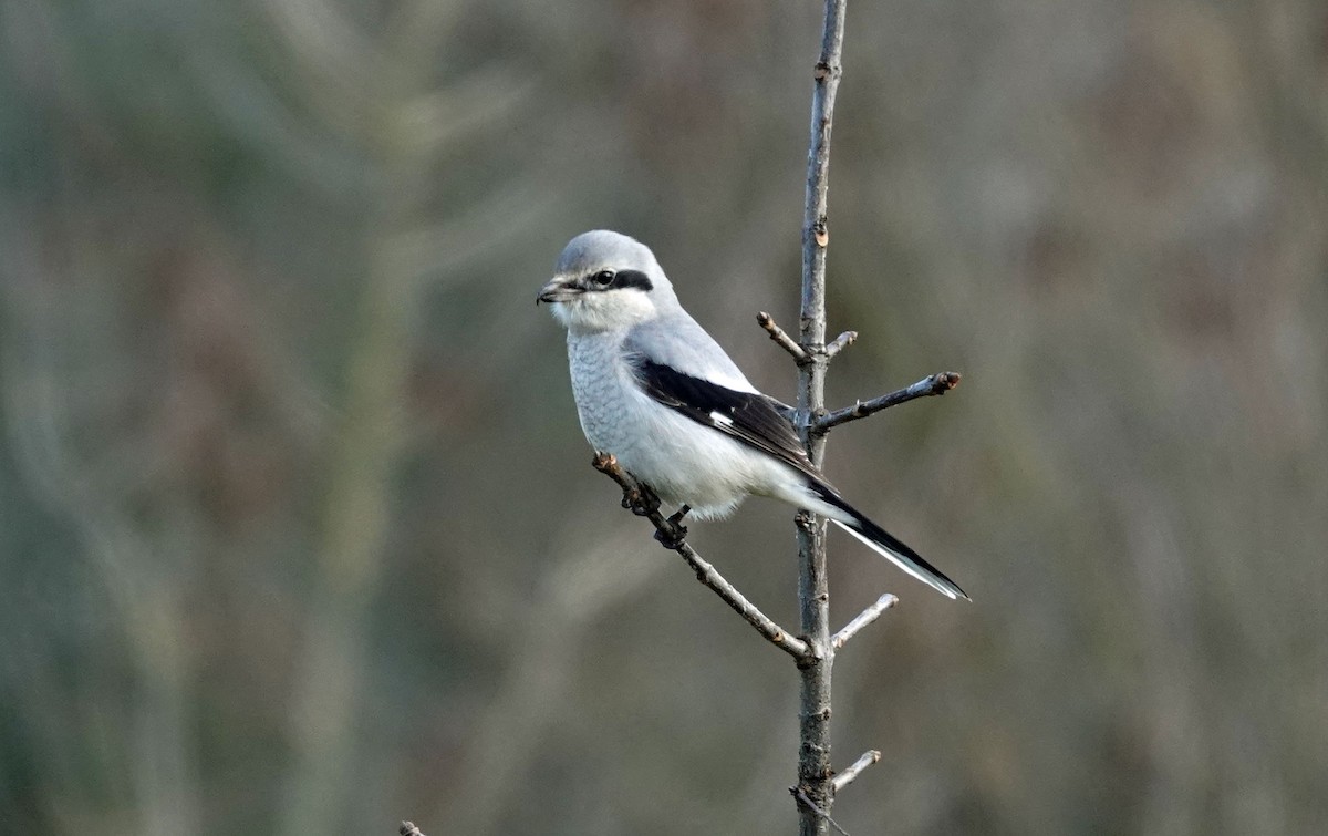 Alcaudón Boreal - ML613256631