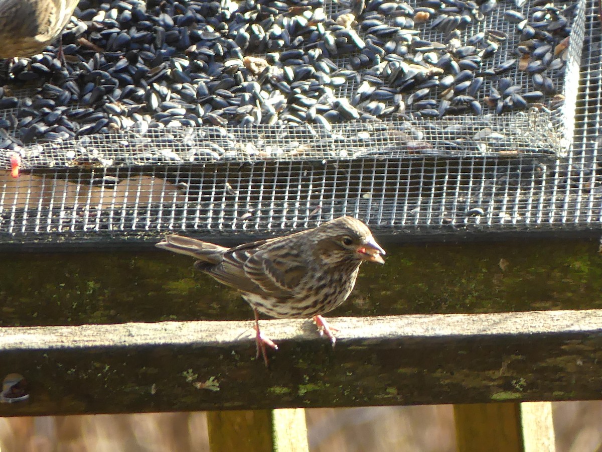 Cassin's Finch - ML613256649