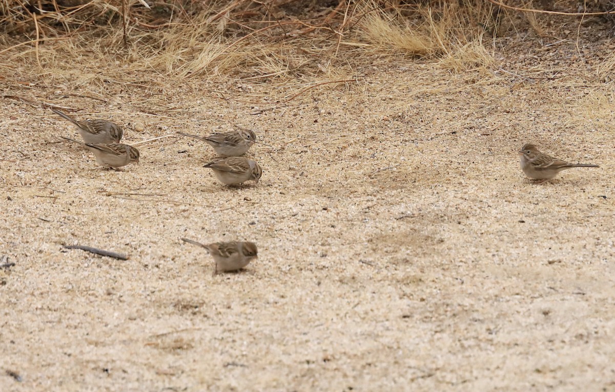 Brewer's Sparrow - Joseph Zarki