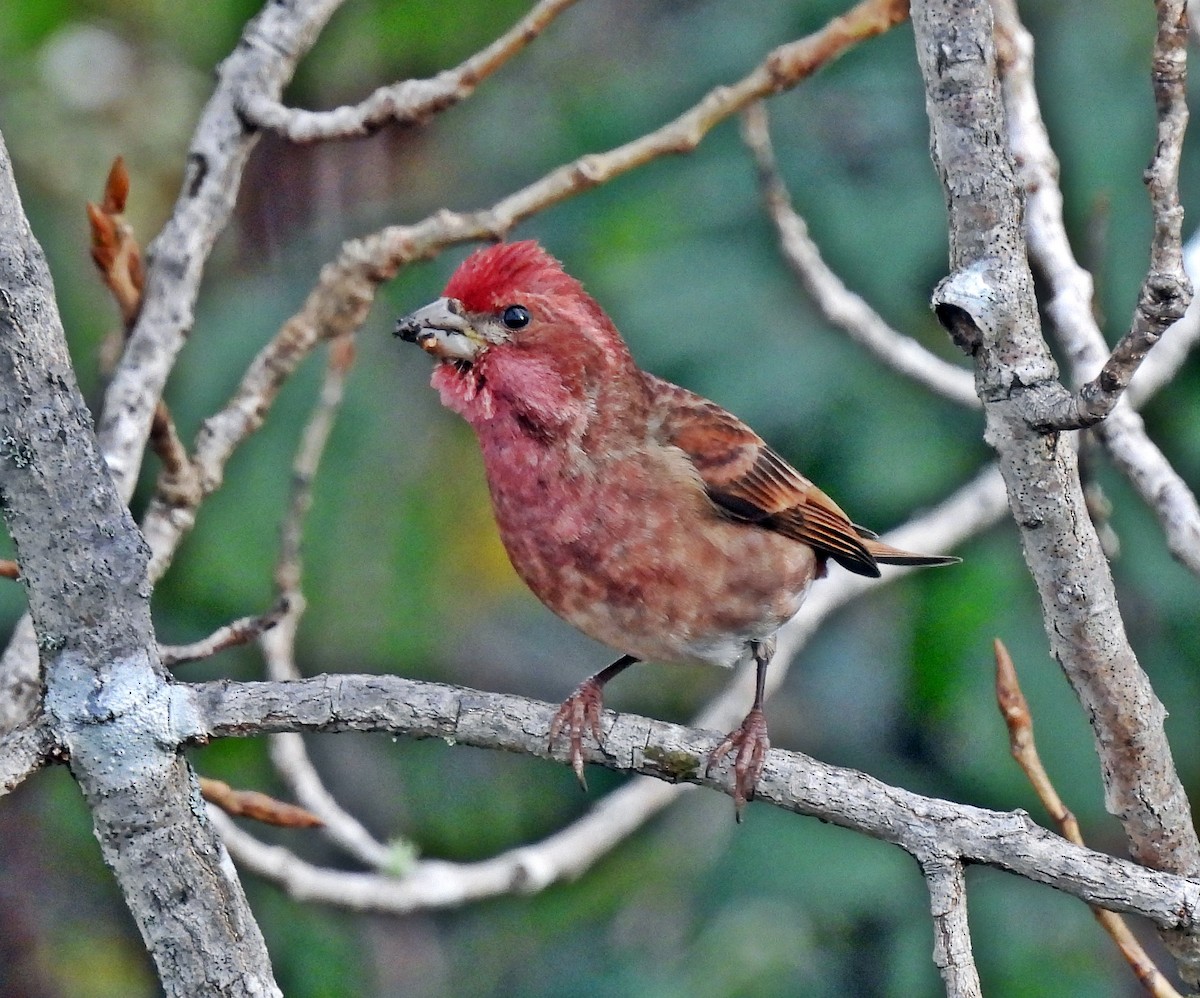 Purple Finch (Western) - ML613256671