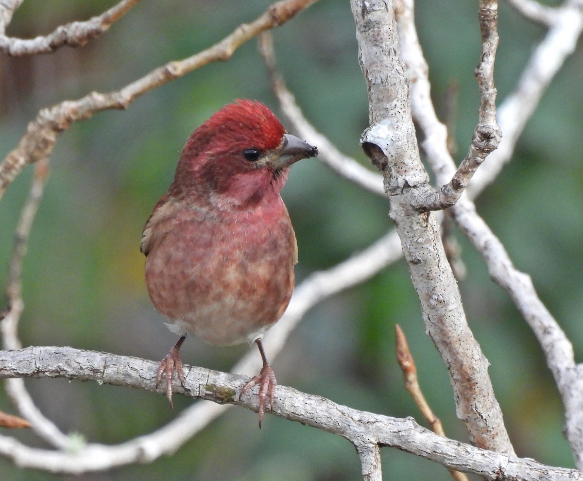 Purple Finch (Western) - ML613256672