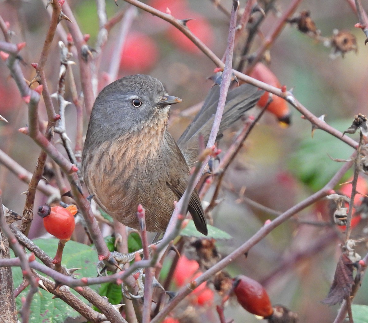 Wrentit - ML613256677