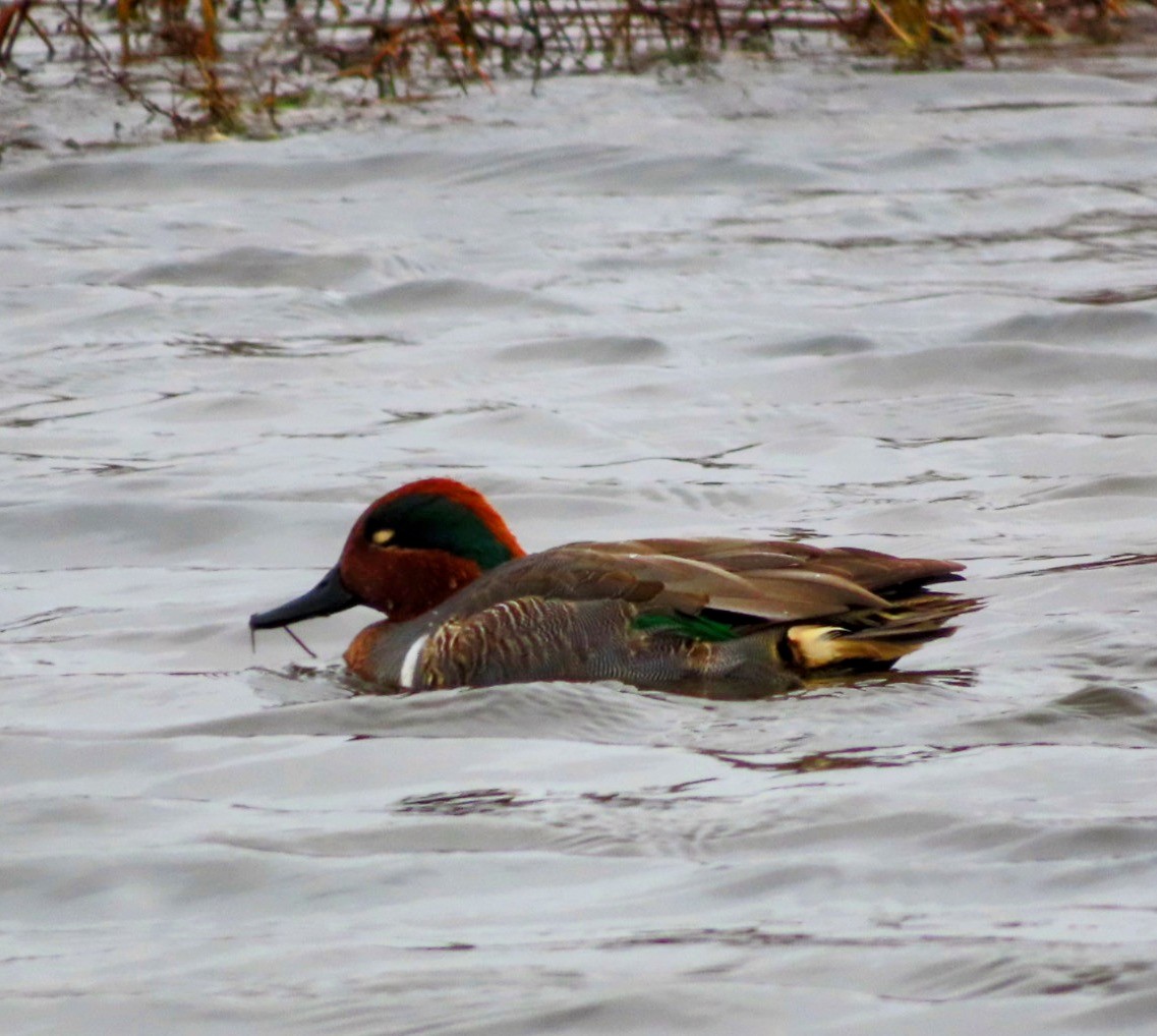 Green-winged Teal - ML613256687