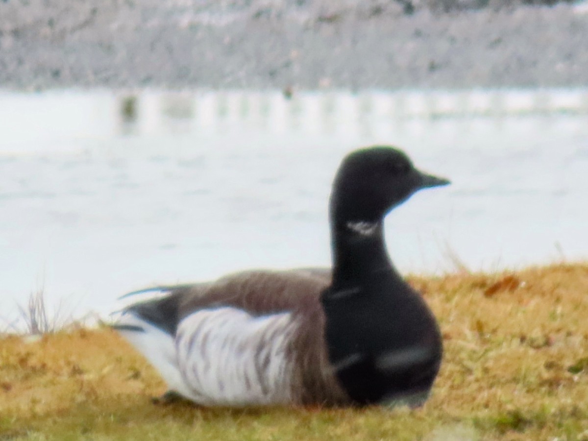 Brant - ML613256695