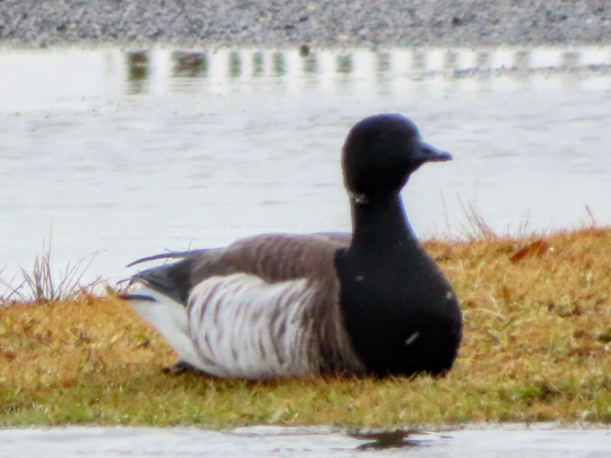 Barnacla Carinegra - ML613256697