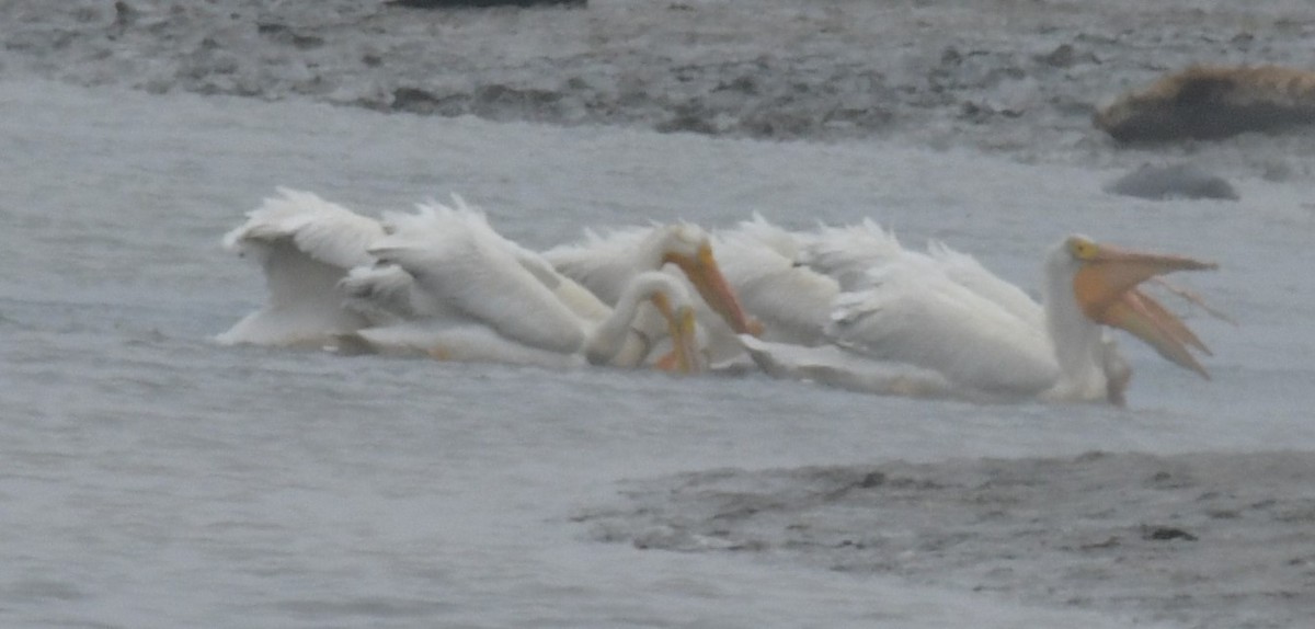 American White Pelican - ML613256718