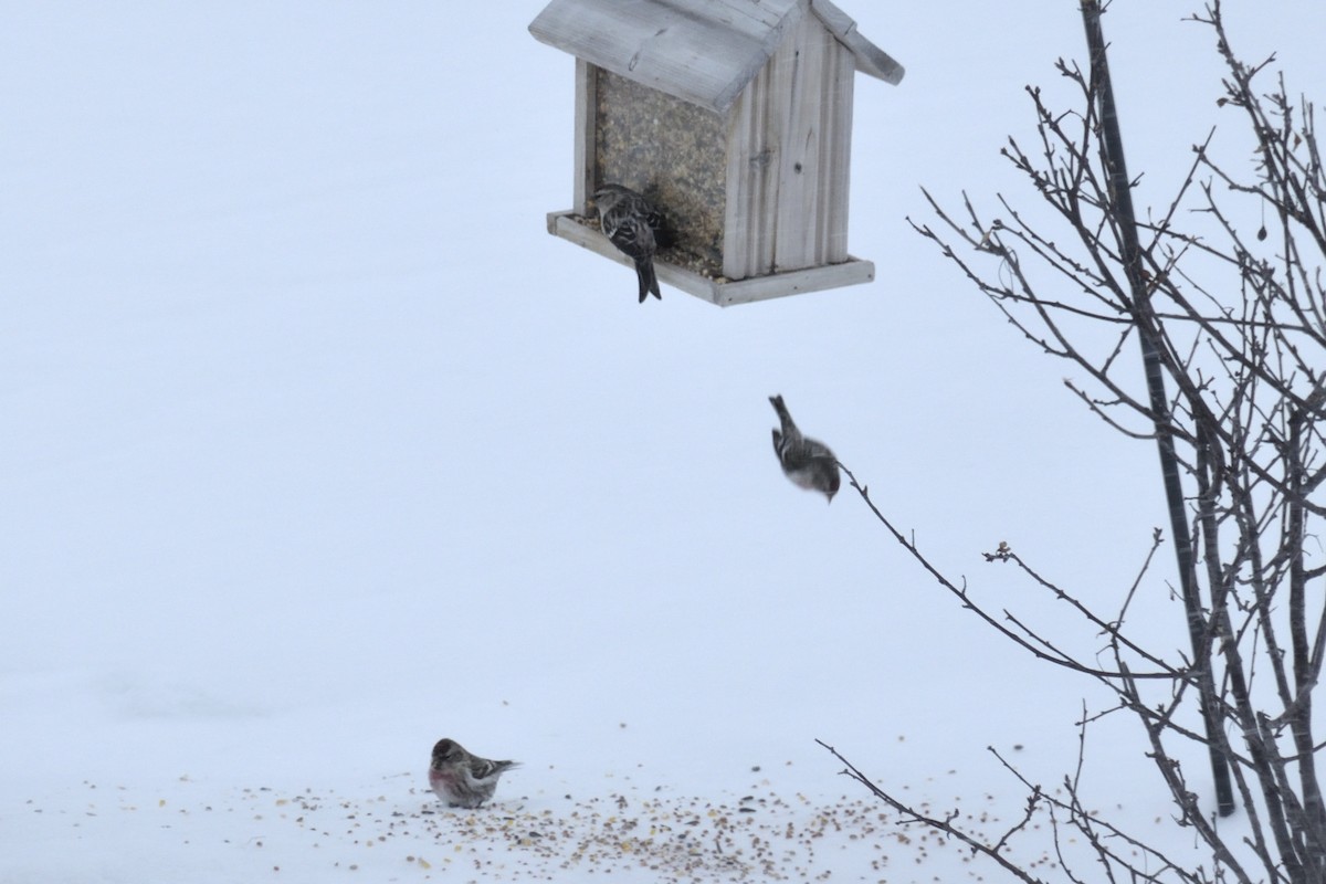 Common Redpoll (flammea) - ML613256747