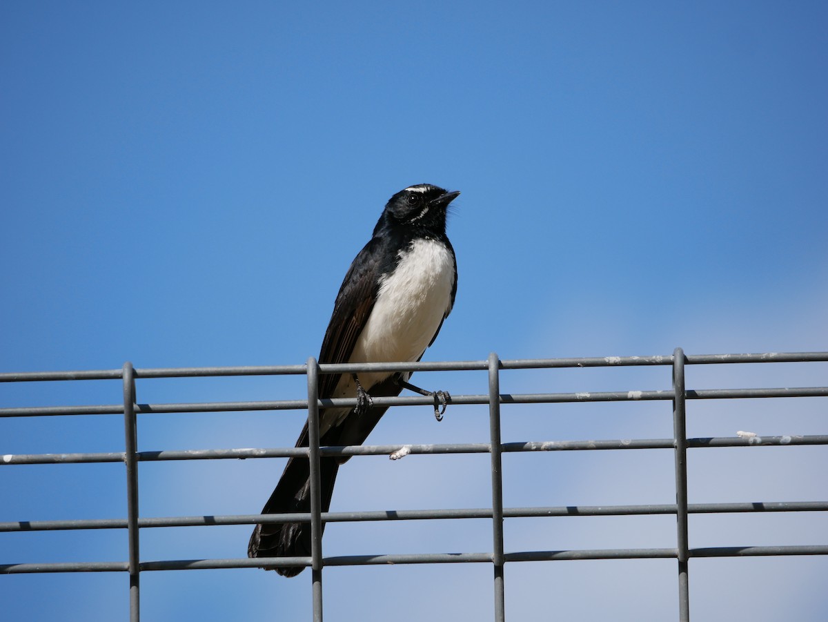 Willie-wagtail - ML613256754