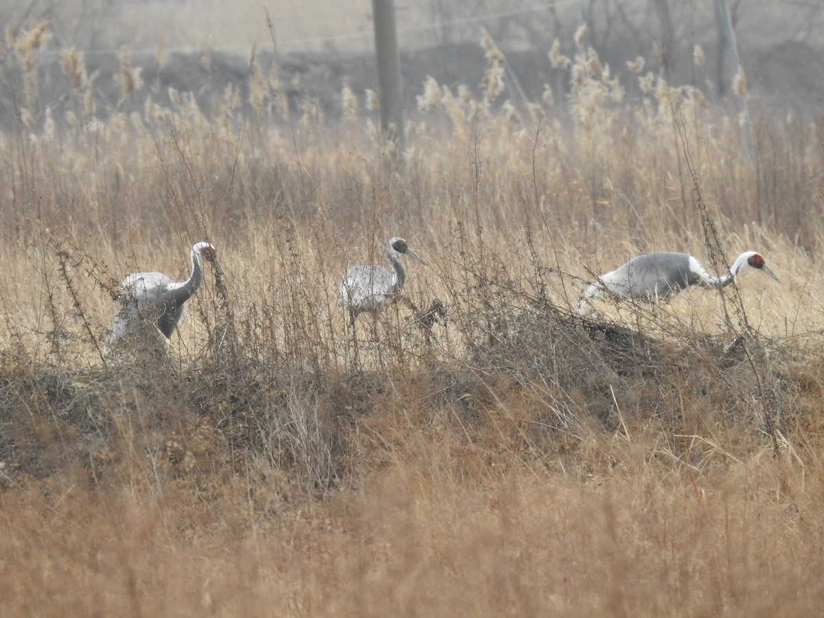 White-naped Crane - ML613256756