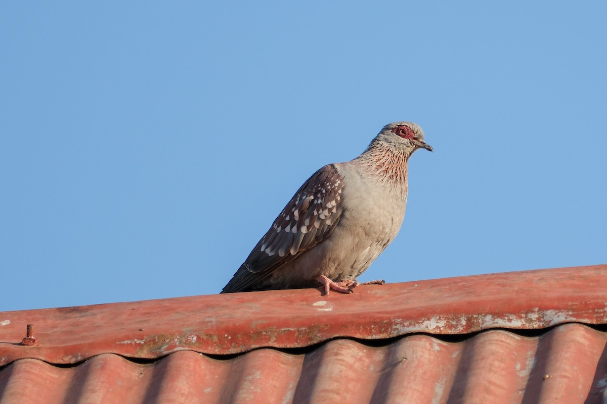 Speckled Pigeon - ML613256779