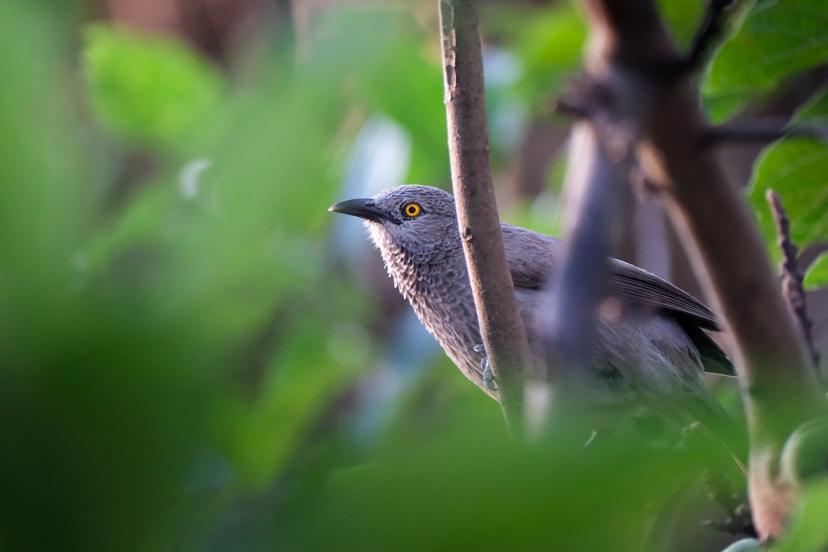 Brown Babbler - ML613256792