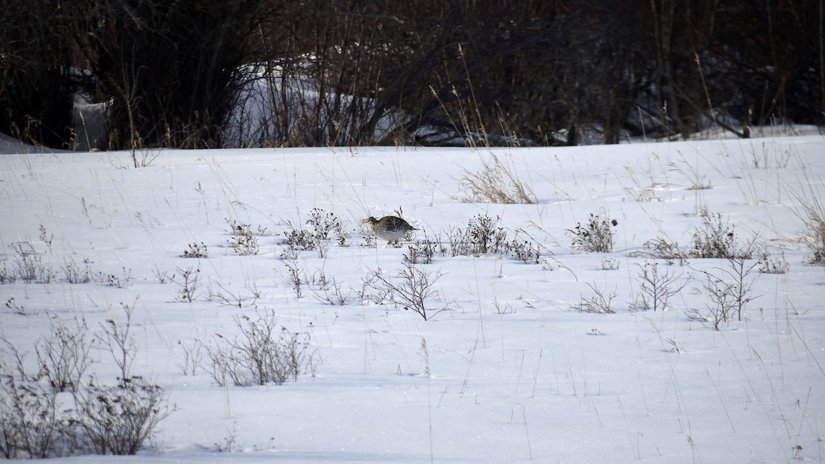 Sharp-tailed Grouse - ML613256797