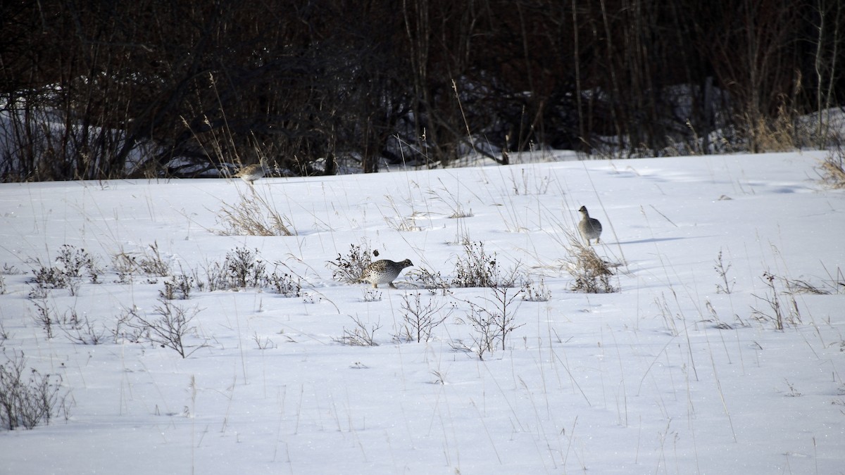 Sharp-tailed Grouse - ML613256798