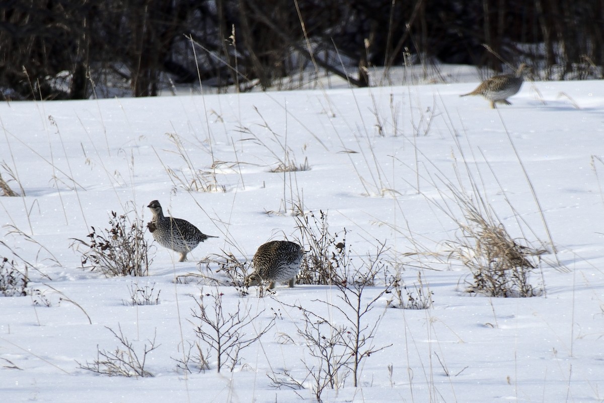 Sharp-tailed Grouse - ML613256799