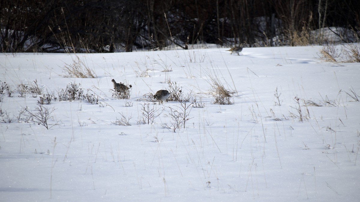 Sharp-tailed Grouse - ML613256801