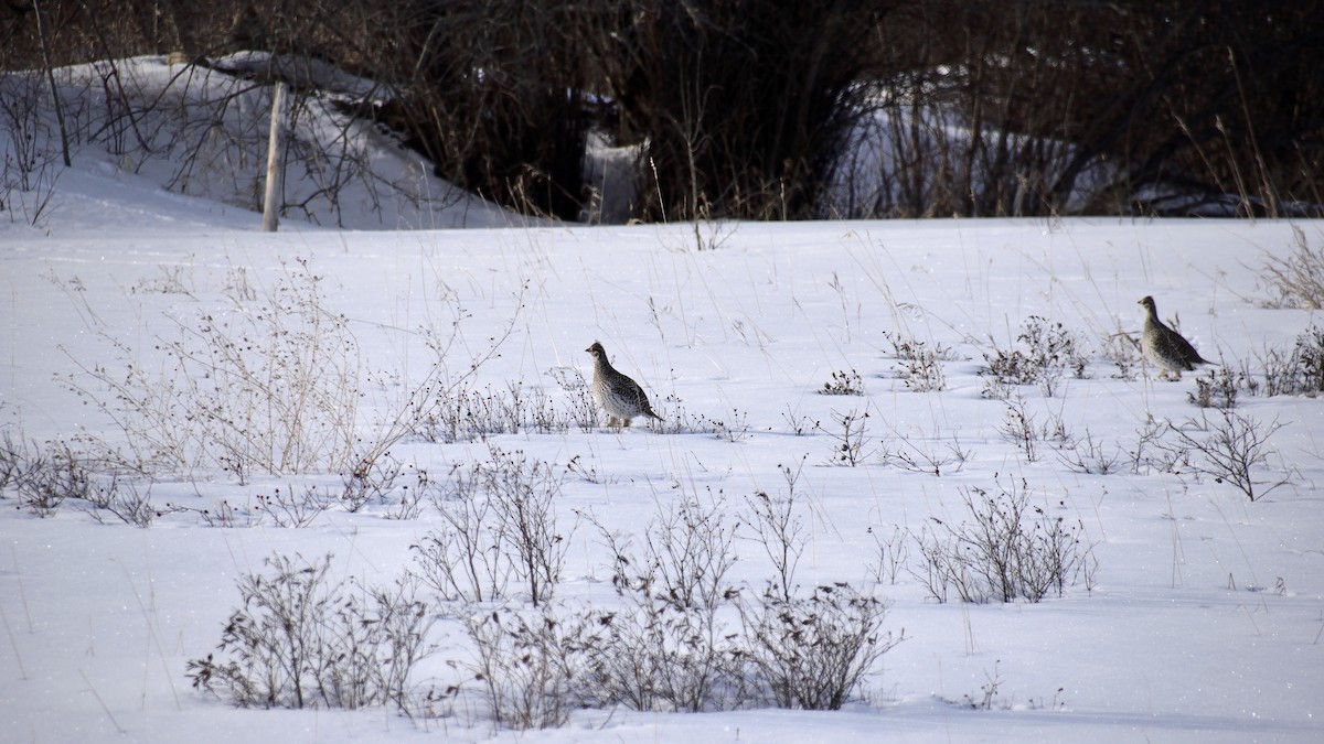 Sharp-tailed Grouse - ML613256802