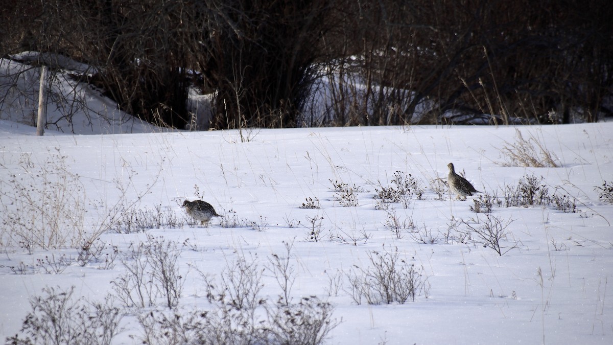 Sharp-tailed Grouse - ML613256804