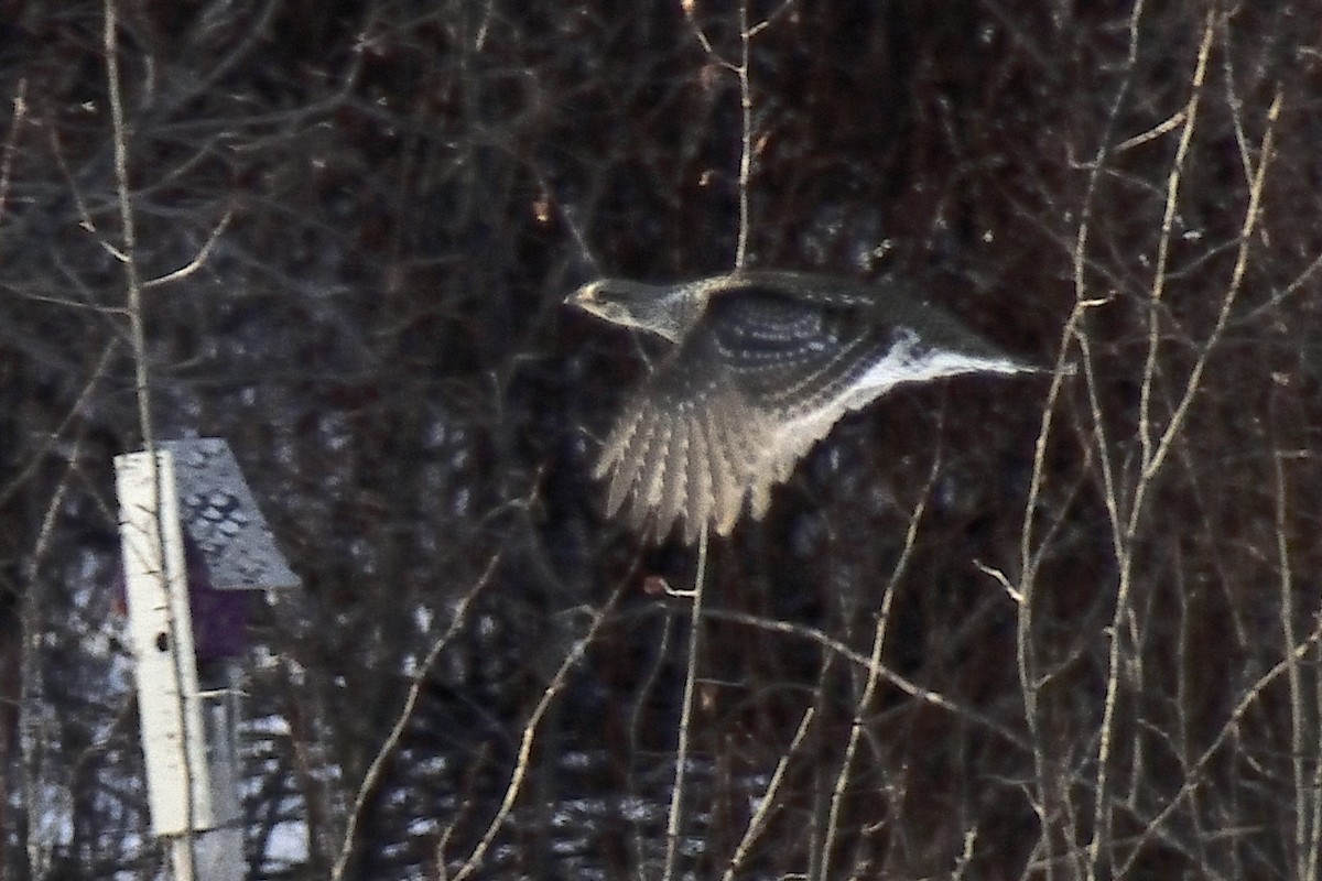 Sharp-tailed Grouse - Mathieu Langlois