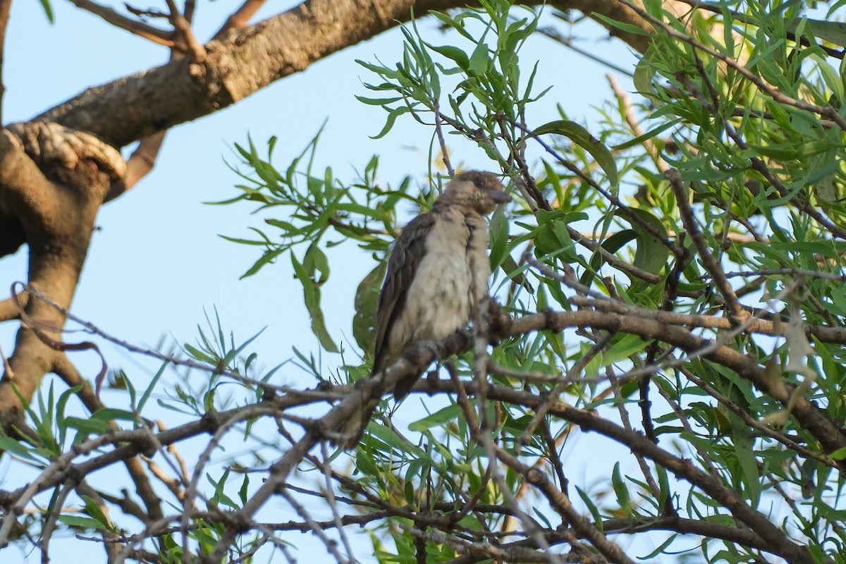 Greater Honeyguide - ML613256807