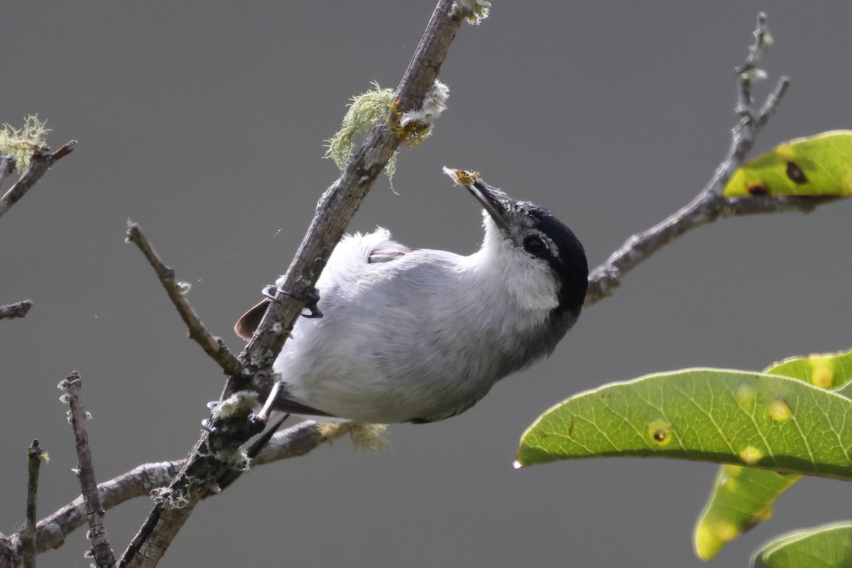 Tropical Gnatcatcher (Marañon) - ML613256855