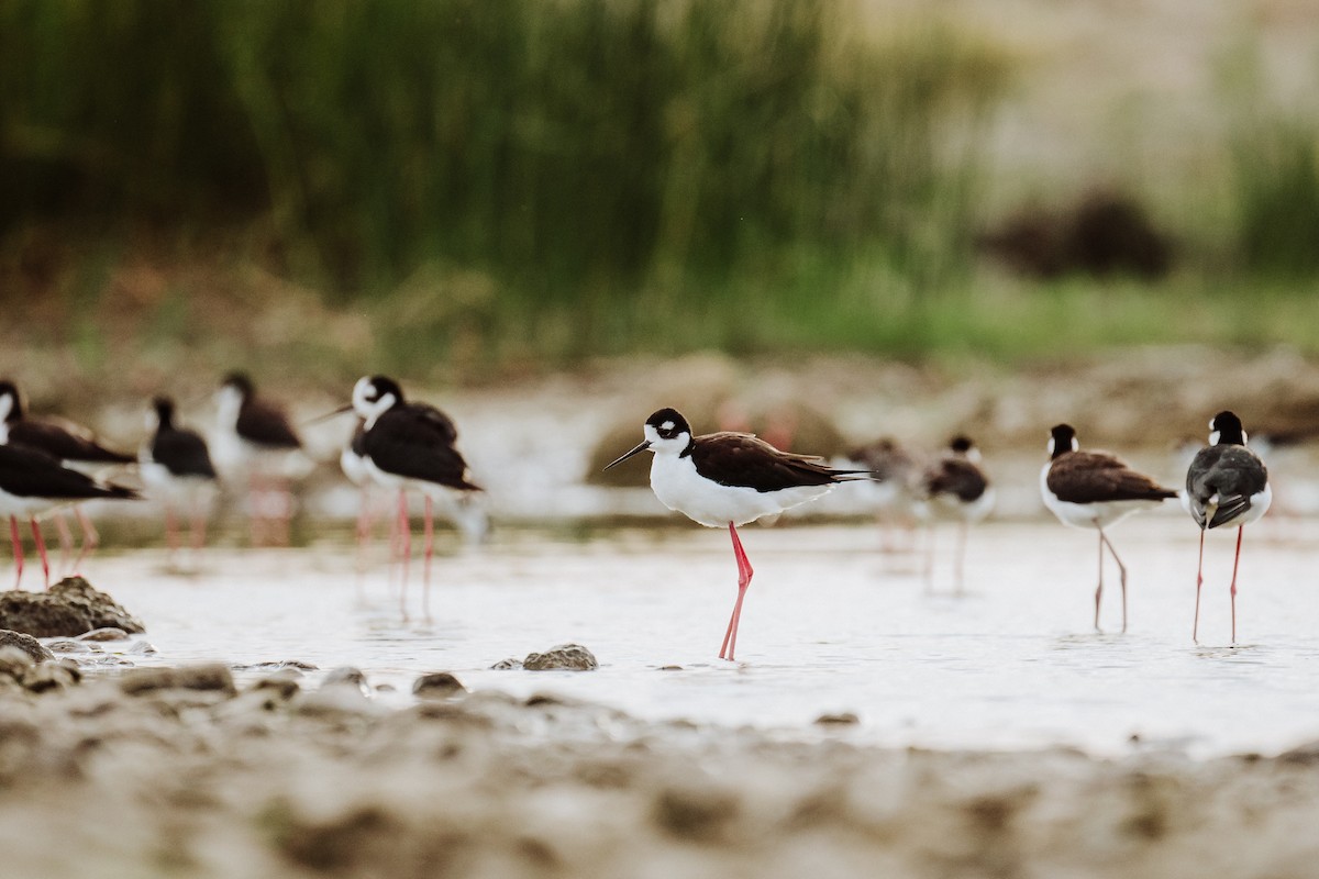 Black-necked Stilt - ML613256860