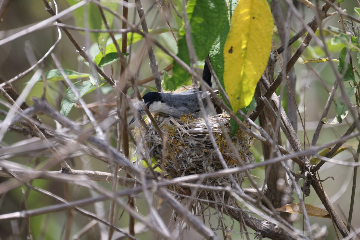 Tropical Gnatcatcher (Marañon) - ML613256864