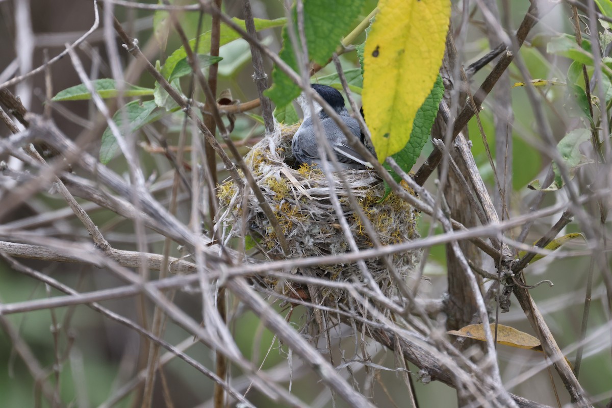 Tropical Gnatcatcher (Marañon) - ML613256867