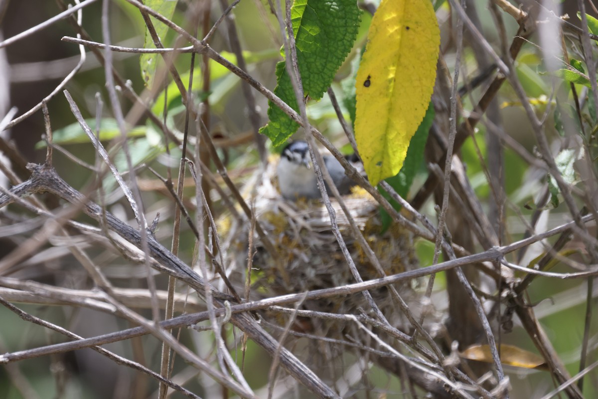 Tropical Gnatcatcher (Marañon) - ML613256868