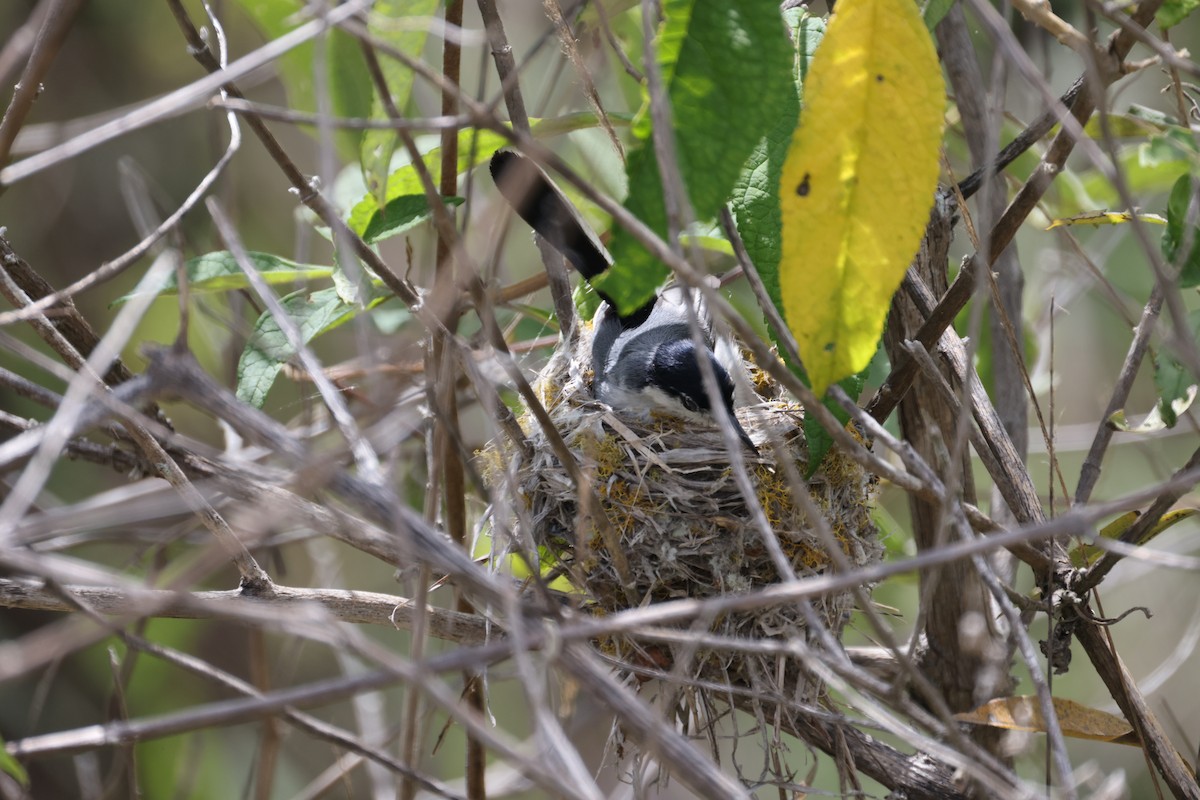 Tropical Gnatcatcher (Marañon) - ML613256869