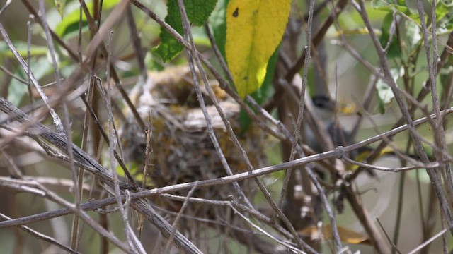 Marañon Gnatcatcher - ML613256879